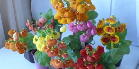 Calceolaria: fotografija, kako uzgajati